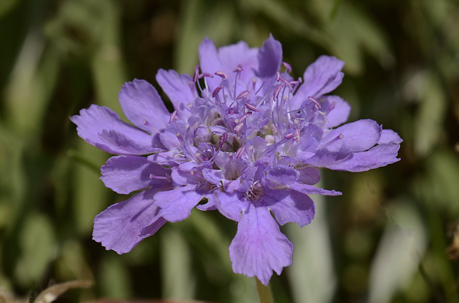 Lomelosia graminifolia / Vedovina strisciante